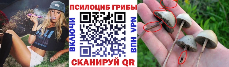 Псилоцибиновые грибы Cubensis  Тара 